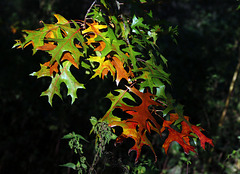 Lorsque l'automne annonce ses couleurs .