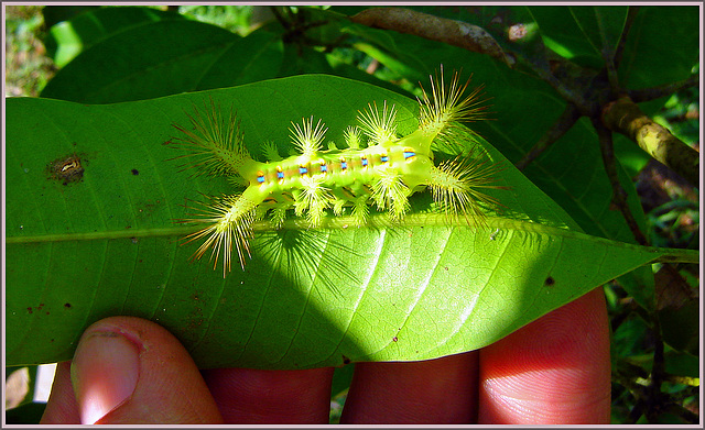 Surprise after turning a leaf !