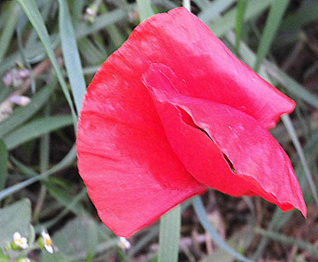 a tear in the skin