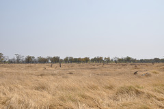 Tiuj ebenaĵoj tute kovriĝas per akvo dum la pluva sezono. Okavango-Delto