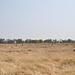 Tiuj ebenaĵoj tute kovriĝas per akvo dum la pluva sezono. Okavango-Delto