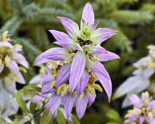 Purple Burst – Alpine Garden, Botanical Garden, Montréal, Québec