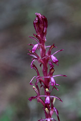 Western Coralroot