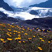 Dans le massif du Piz-Buin - Vorarlberg - Autriche