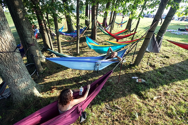 A forest of hammocks