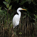 Eastern Great Egret