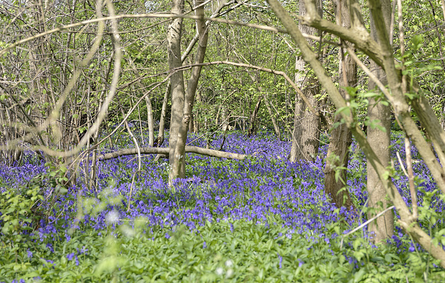 Bluebells 2