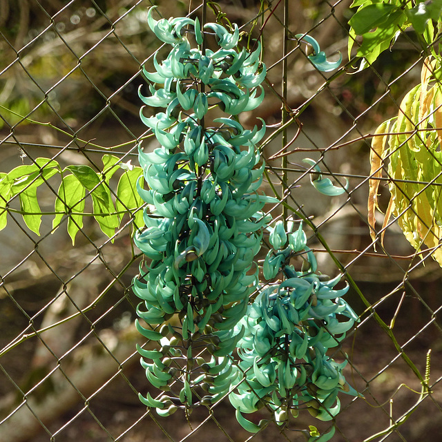 Jade Vine, on way to Manzanilla Beach