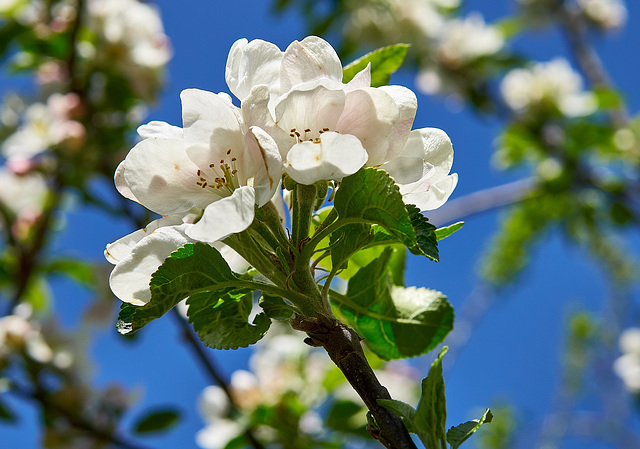 Spring Blossom