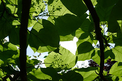 Théâtre d'ombres de la nature.