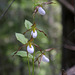 Mountain Lady's Slipper