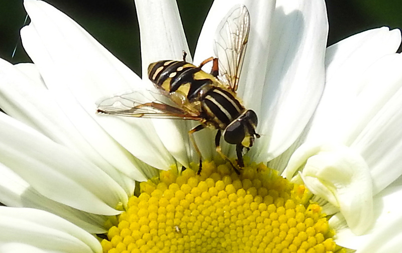 20210604 0373CPw [D~LIP] Sumpf-Schwebfliege (Helophilus pendulus), Wiesen-Margerite (Leucanthemum vulgare agg), Bad Salzuflen