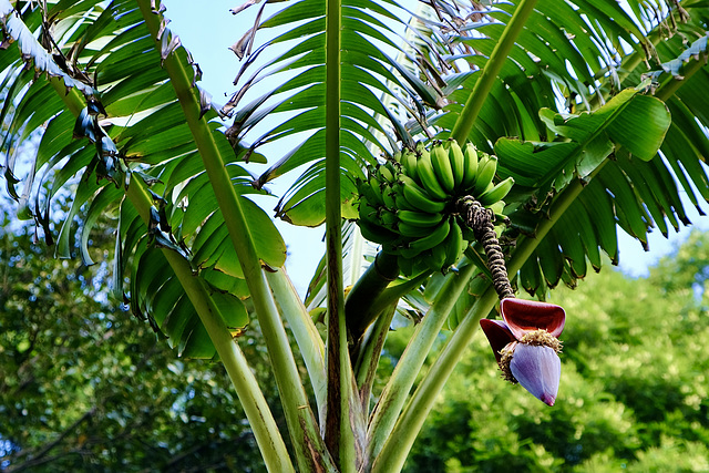 Bananenblüte