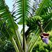 Bananenblüte