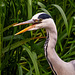 Heron