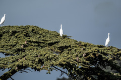 les oiseaux de mon jardin