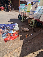 Collation Cat plus +