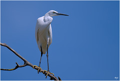 Aigrette garzette haut perchée à Hyères Aigrette garzette haut perchée à Hyères