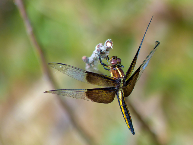 Common Whitetail Dragonfly