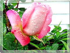 Raindrops On a Rose.