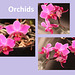 Orchid collage using Paint