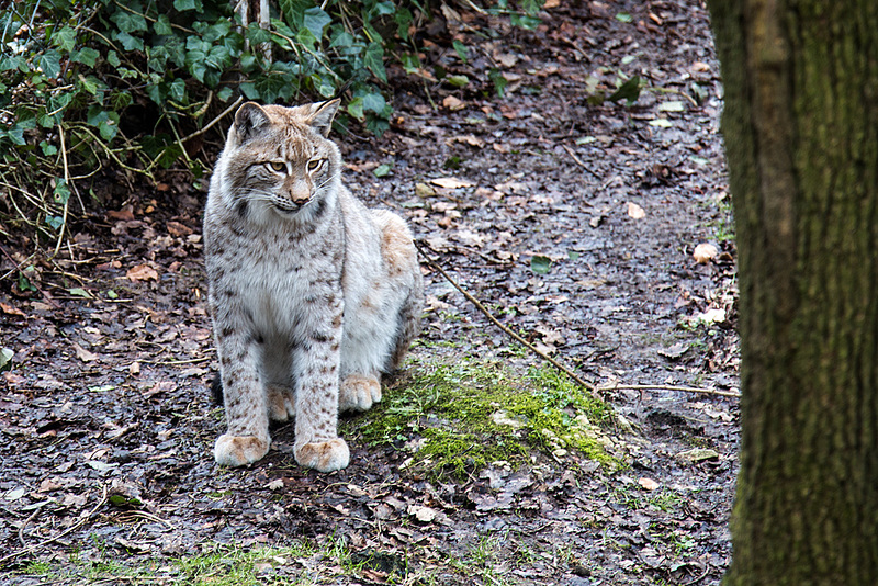 20160303 0170VRAw [D~BI] Eurasischer Luchs (Felis lynx), Tierpark Olderdissen, Bielefeld