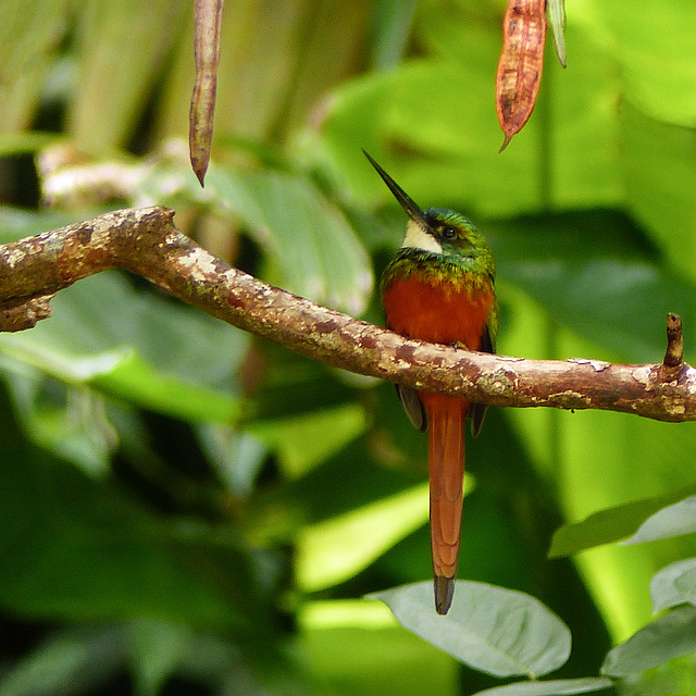 Rufous-tailed Jacamar, Tobago, Day 2