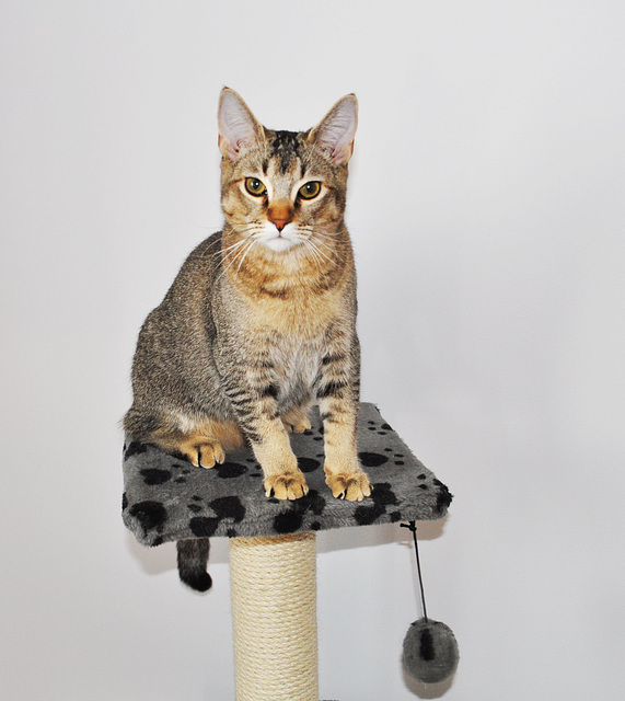 Jungle Curl male 6 mois