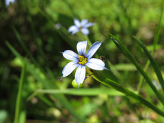 Blue-eyed grass