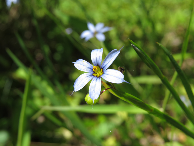 Blue-eyed grass