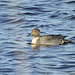 Northern Pintail