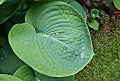 retour au jardin du Pellinec retour au jardin du Pellinec