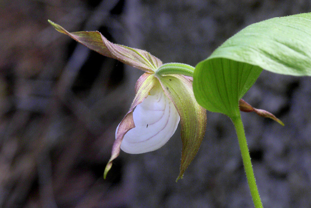 Mountain Lady's Slipper