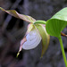 Mountain Lady's Slipper