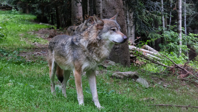 LE BOREON: PARC ALPHA 18