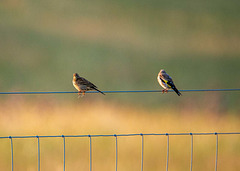 Meadow pipit