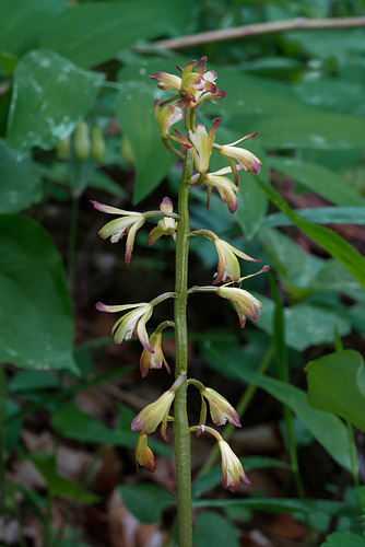 Aplectrum hyemale (Puttyroot orchid)