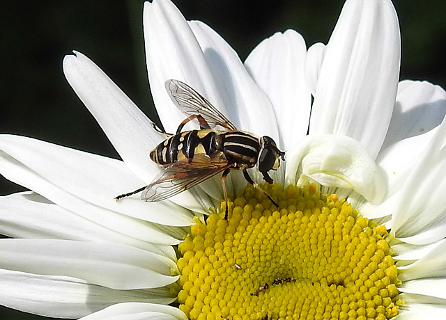 20210604 0374CPw [D~LIP] Sumpf-Schwebfliege (Helophilus pendulus), Wiesen-Margerite (Leucanthemum vulgare agg), Bad Salzuflen