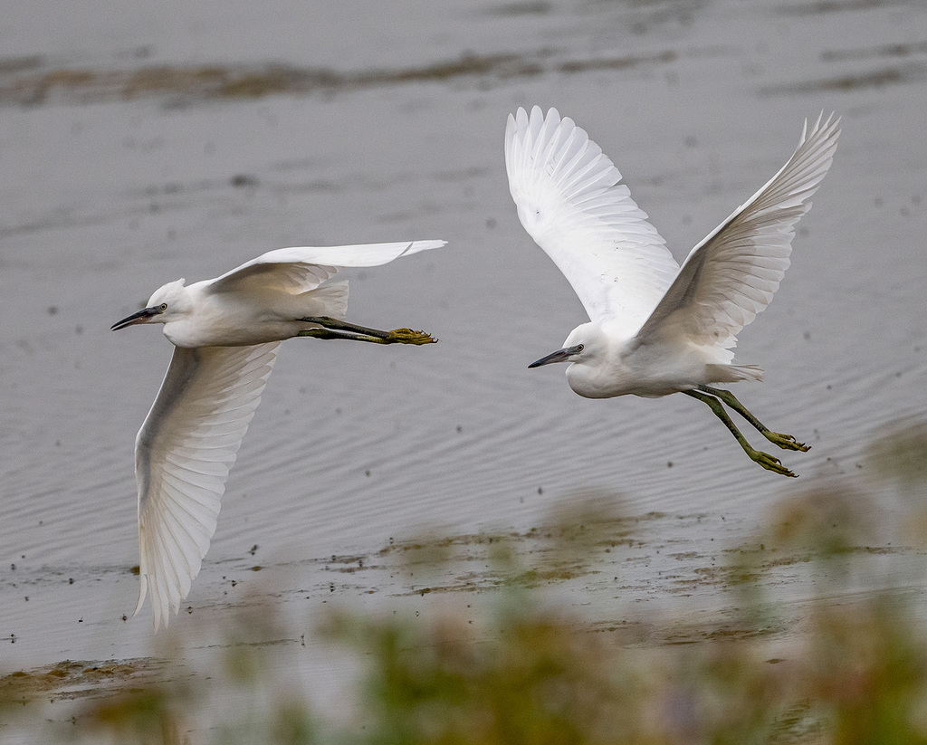 Little egrets