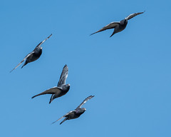 les oiseaux de mon jardin