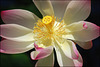 Lotus Blossom - Kauai