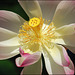Lotus Blossom - Kauai