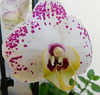 Phalaenopsis*************Orchidée***********