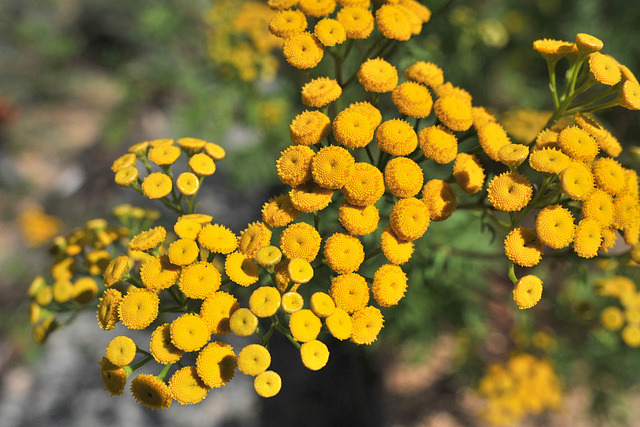 Fleurs de tanaisie