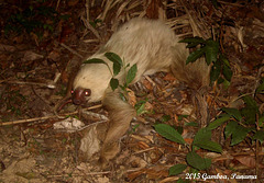 115 Two-Toed Sloth