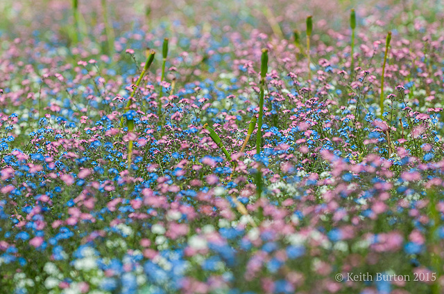 Clouds of flowers