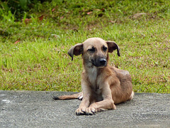 Dog at Bloody Bay Recreation Centre, Tobago, Day 2
