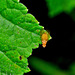 Fruit Fly. Tephritidae