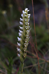 Hooded Ladies' Tresses