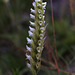 Hooded Ladies' Tresses